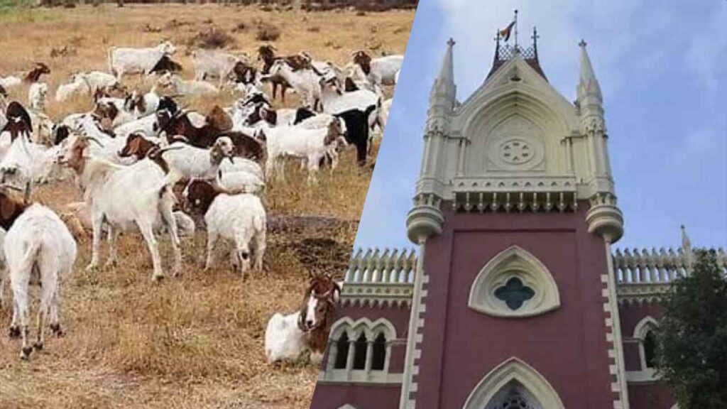 कलकत्ता हाई कोर्ट ने काली पूजा में पशु बलिदान पर रोक लगाने से किया इनकार